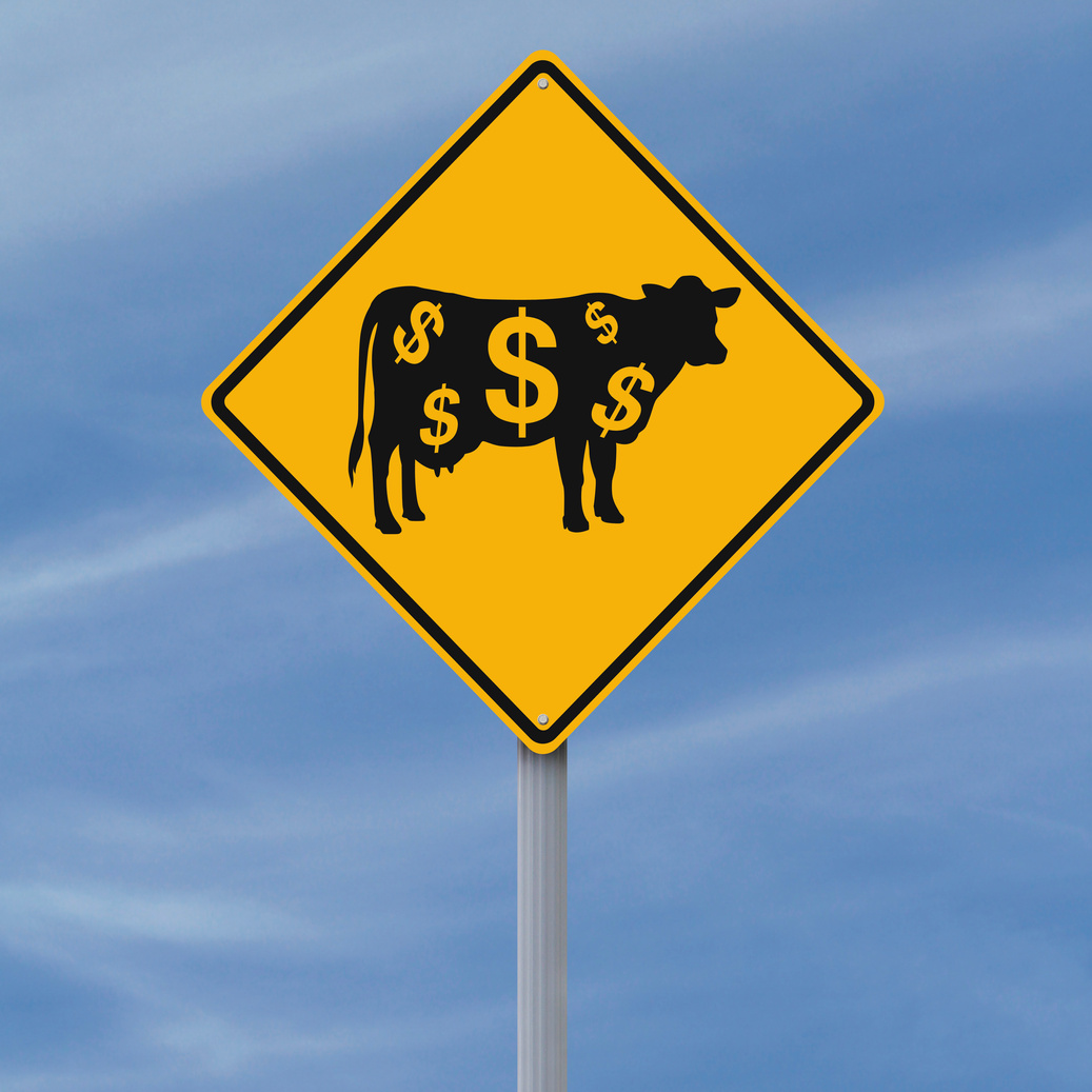 Cash Cow Ahead